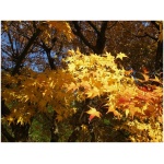 ACER PALMATUM