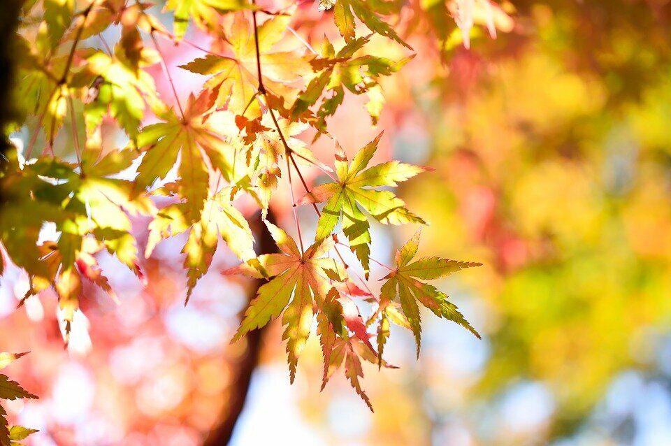ACER PALMATUM ´ORANGE DREAM´