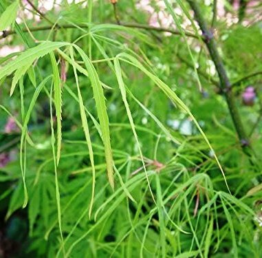 ACER PALMATUM ´KOTO-NO-ITO´