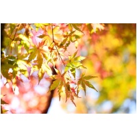 ACER PALMATUM ´TSUMAGAKI´ 80/100