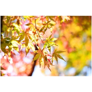 ACER PALMATUM ´TSUMAGAKI´ 80/100