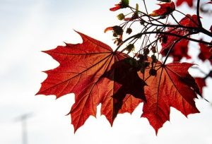 ACER PLAT. ´CRIMSON KING´
