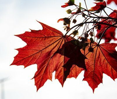 ACER PLAT. ´CRIMSON KING´