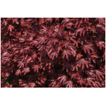 ACER PLAT. ´CRIMSON KING´
