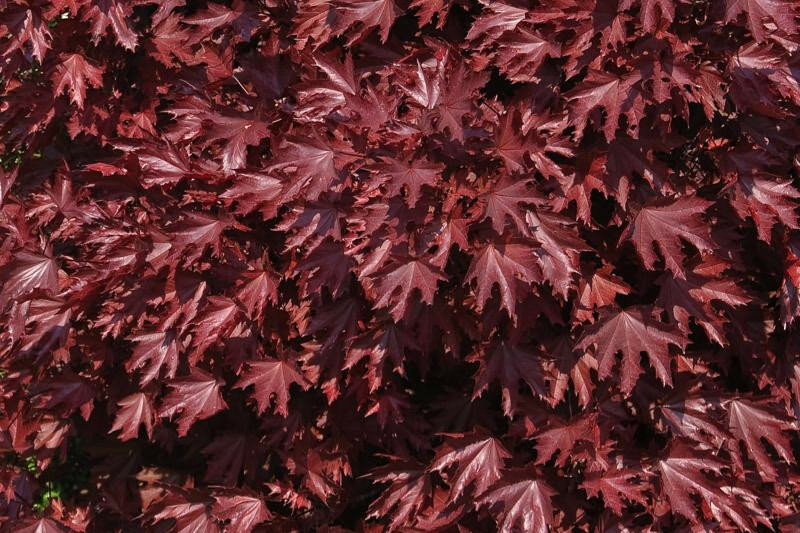 ACER PLAT. ´CRIMSON KING´