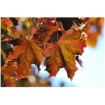 ACER PLAT. ´CRIMSON SENTRY K30