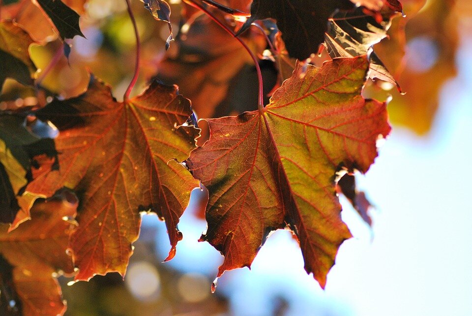 ACER PLAT. ´CRIMSON SENTRY K30