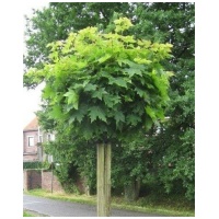 ACER PLAT. ´GLOBOSUM´