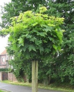 ACER PLAT. ´GLOBOSUM´