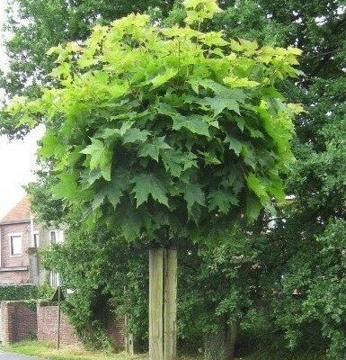 ACER PLAT. ´GLOBOSUM´