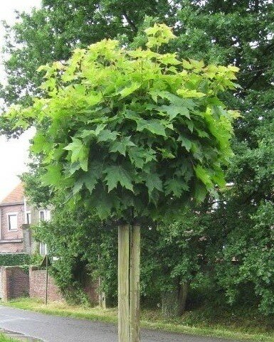 ACER PLAT. ´GLOBOSUM´