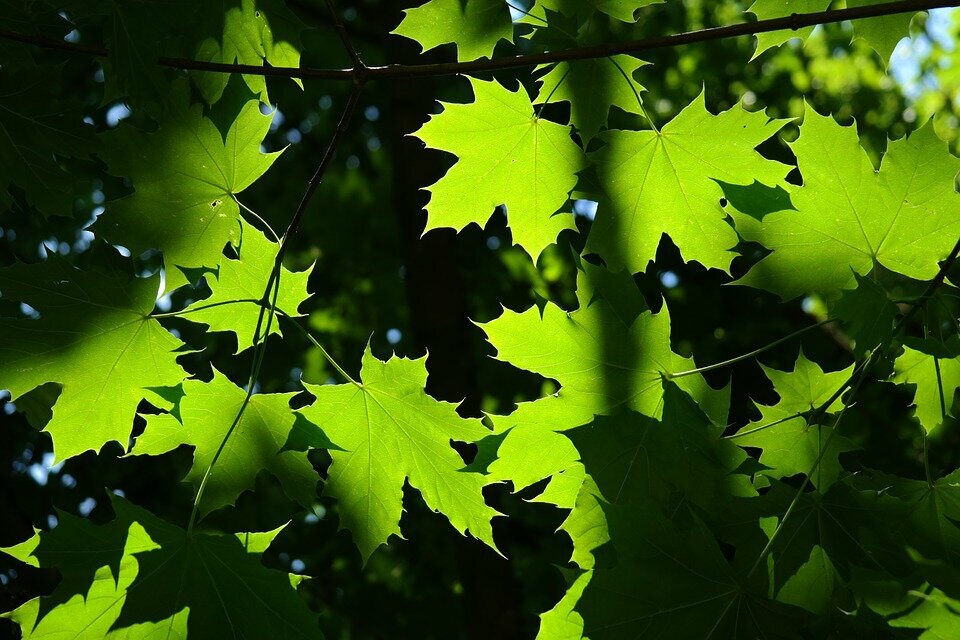 ACER PLATANOIDES