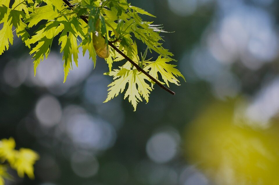 ACER SACCHARINUM