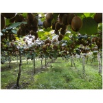ACTINIDIA DELICIOSA "Jenny" Clt. 25