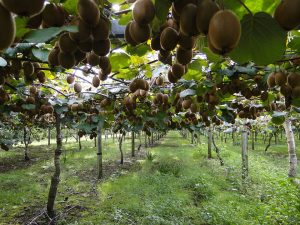 ACTINIDIA DELICIOSA "Jenny" Clt. 25