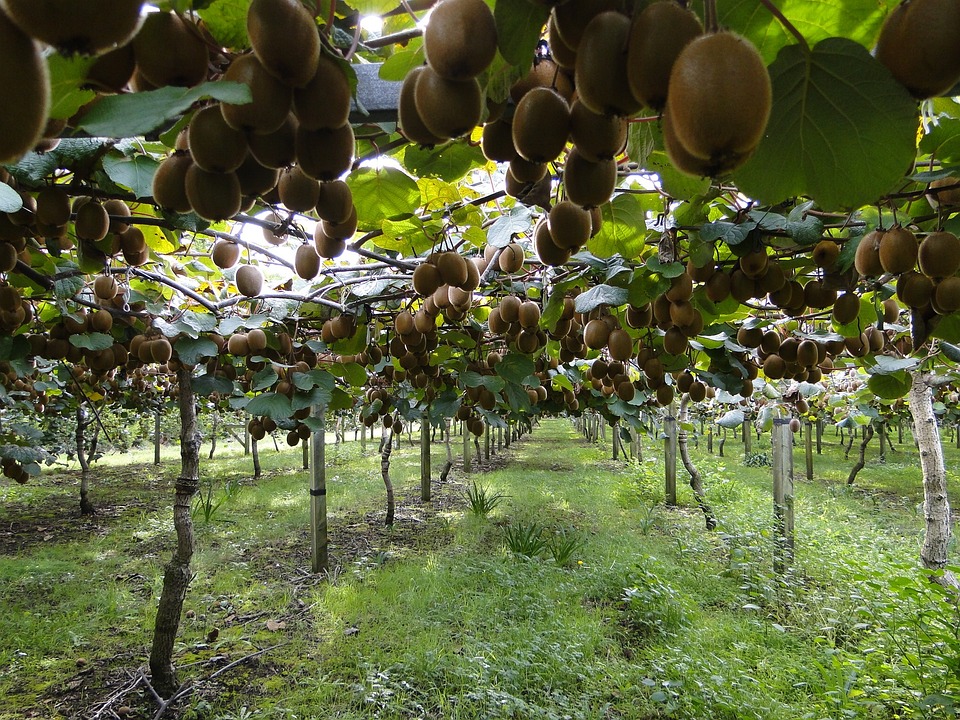 ACTINIDIA DELICIOSA 