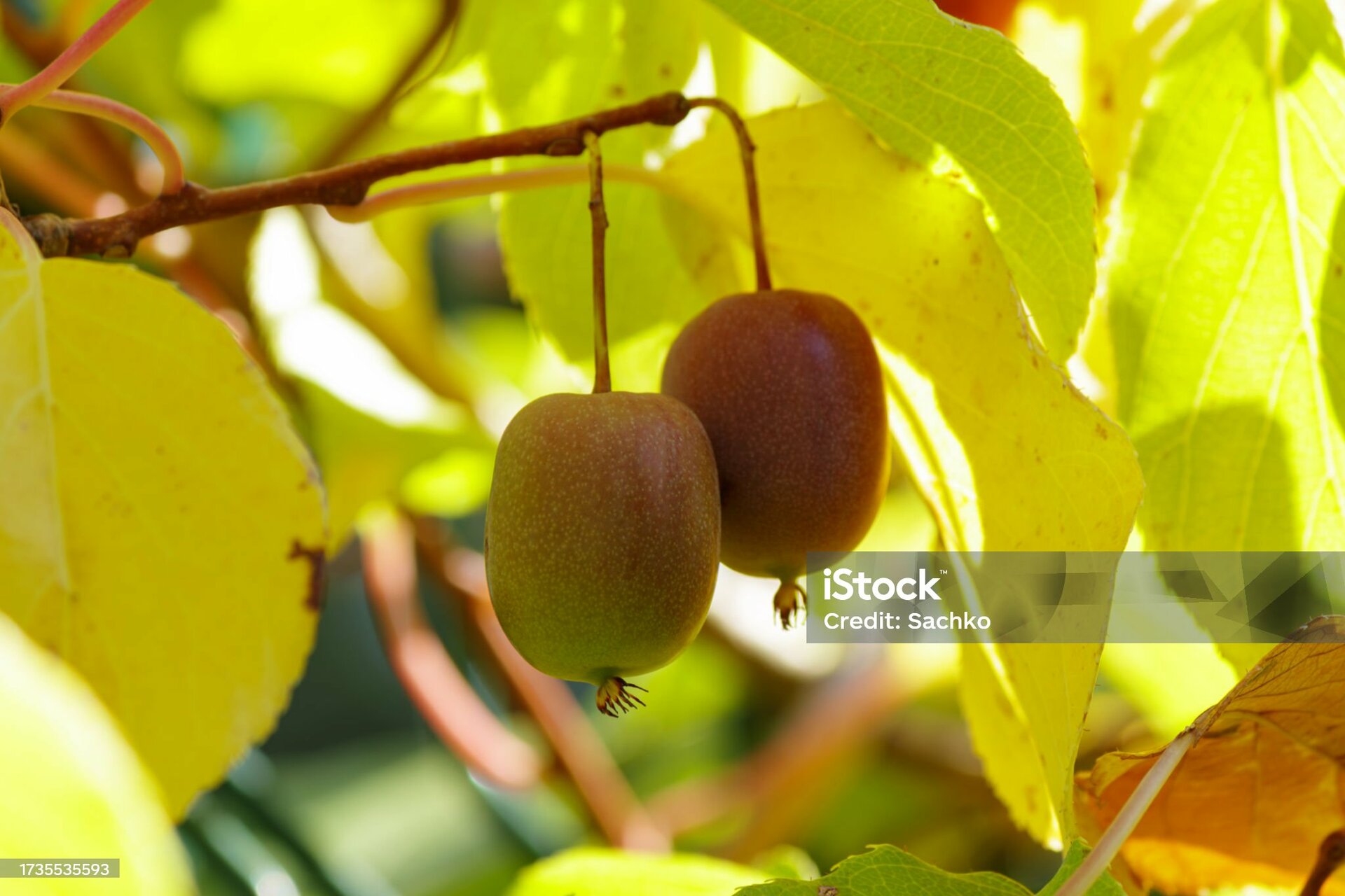 Actinidia - GENEVA