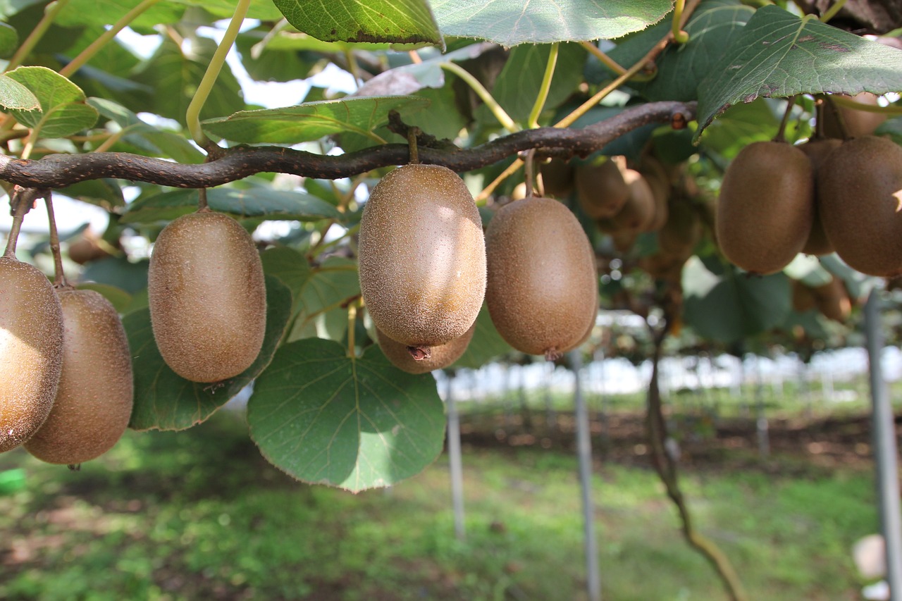 Actinidia - JENNY