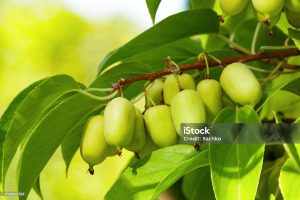 Actinidia - WEIKI (minikiwi)