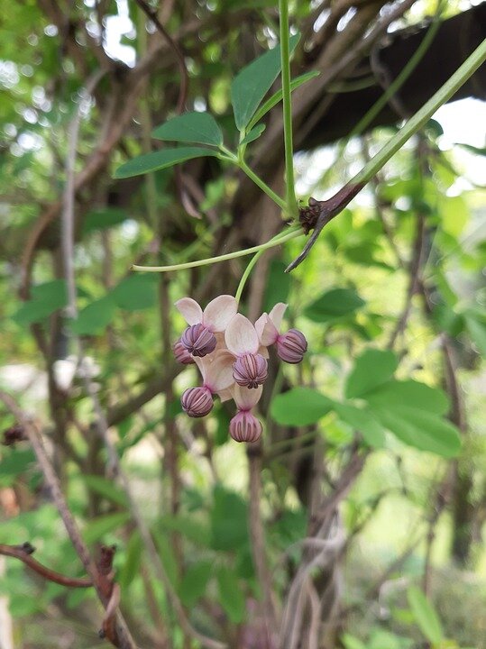 AKEBIA QUINATA ´CREAM FORM´