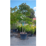 ALBIZIA JULIBRISSIN K55, 250-300, viackmeň