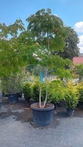 ALBIZIA JULIBRISSIN K55, 250-300, viackmeň