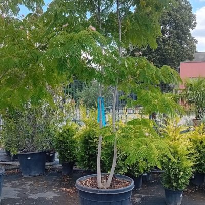 ALBIZIA JULIBRISSIN K55, 250-300, viackmeň
