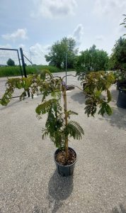 ALBIZIA JULIBRISSIN CHOCOLATE FOUNTAI