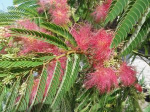 ALBIZIA JULIBRISSIN