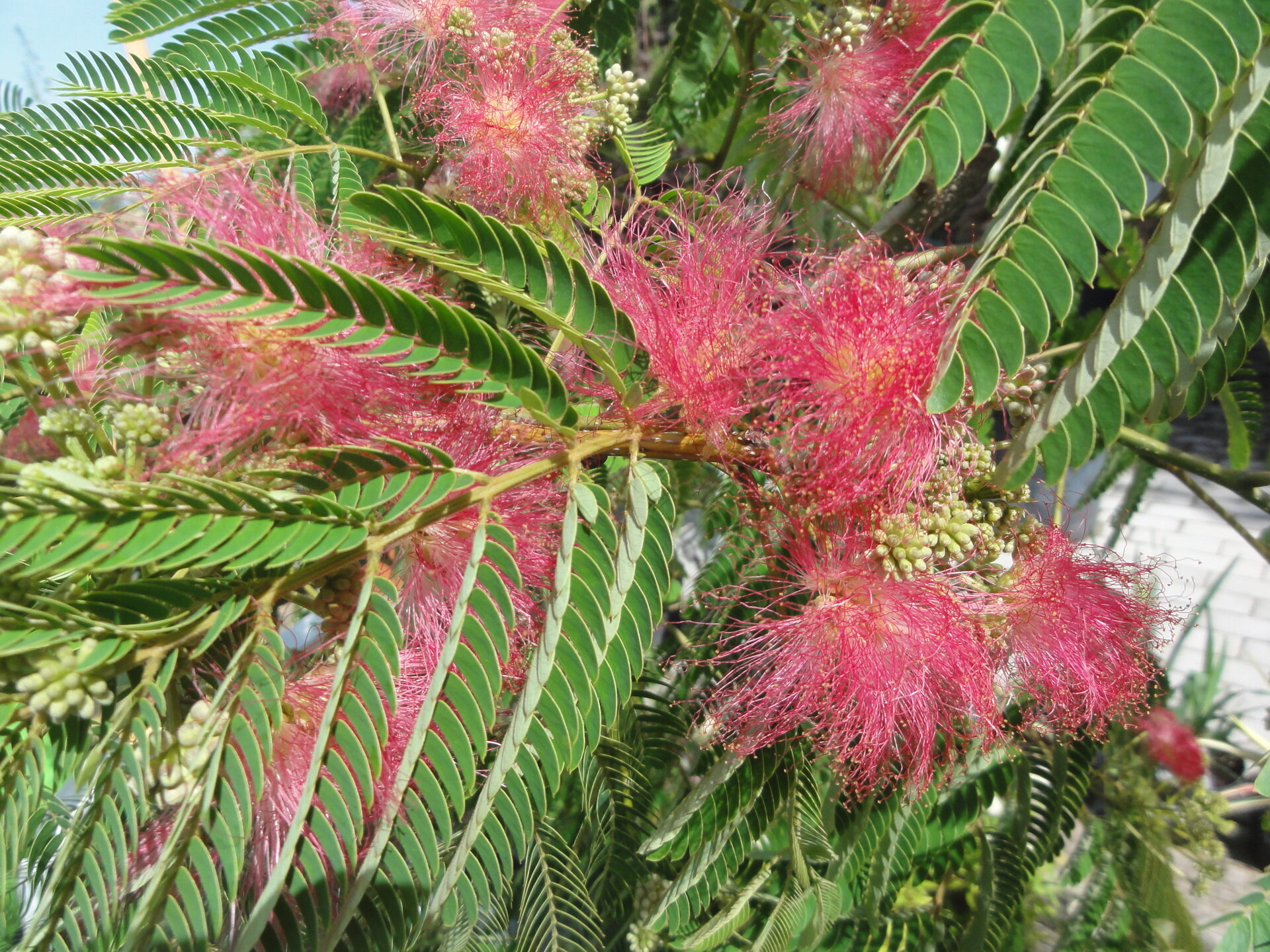 ALBIZIA JULIBRISSIN