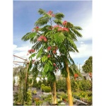 ALBIZIA JULIBRISSIN