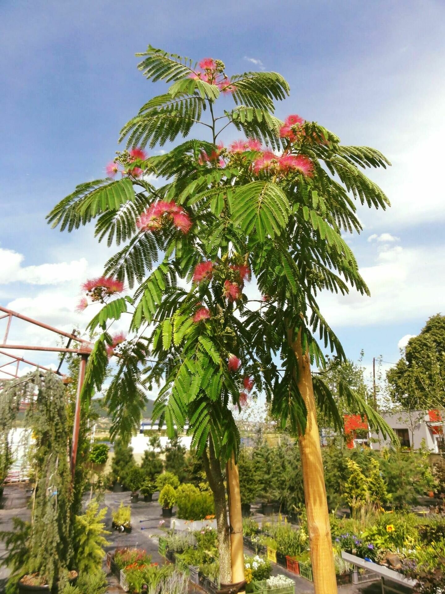ALBIZIA JULIBRISSIN