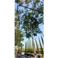 ALBIZIA JULIBRISSIN K45