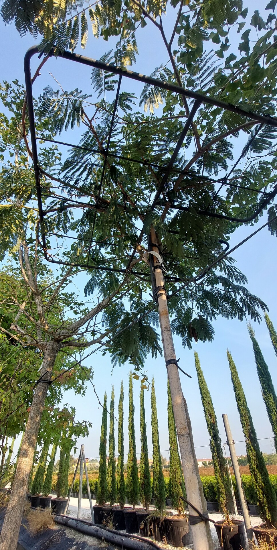 ALBIZIA JULIBRISSIN K45