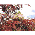 ALBIZIA JULIBRISSIN SUMMER CHOCOLATE