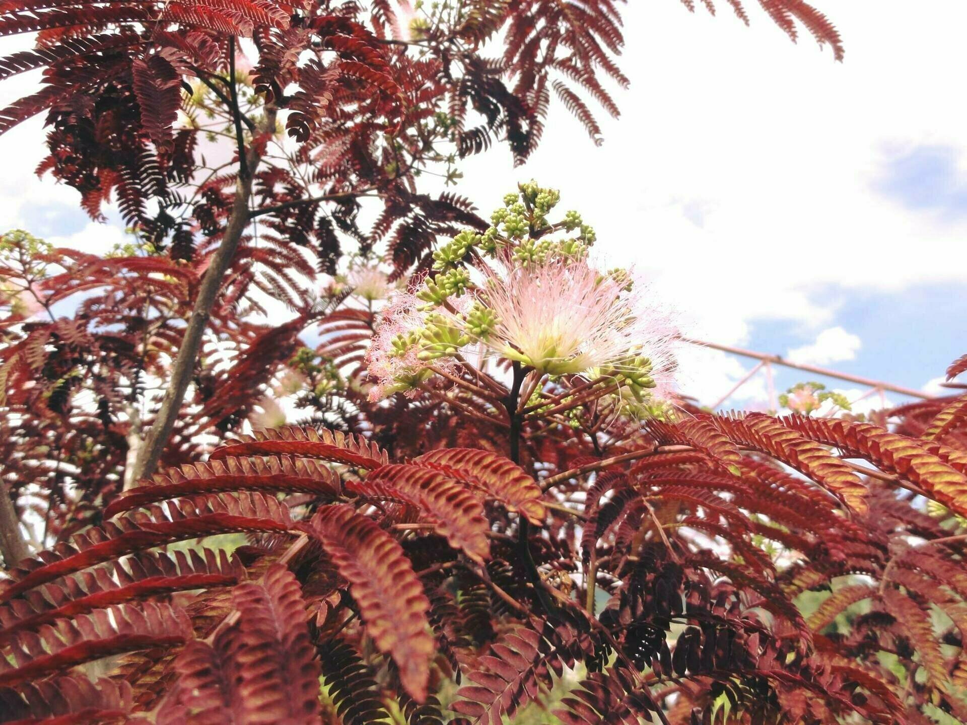 ALBIZIA JULIBRISSIN SUMMER CHOCOLATE
