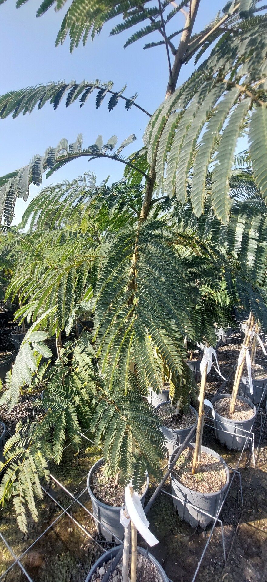 ALBIZIA JULIBRISSIN TROPICAL DREAM