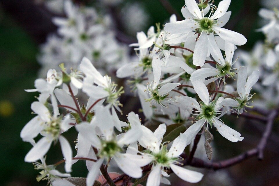 AMELANCHIER ARBOREA ´ROBIN HILL´