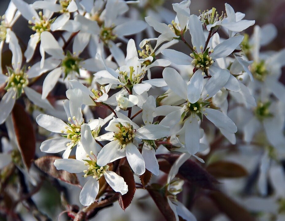 AMELANCHIER LAMARCKII
