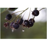 Amelanchier - NORTHLINE