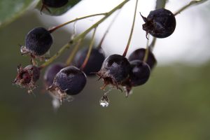 Amelanchier - NORTHLINE