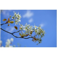 Amelanchier - SMOKEY