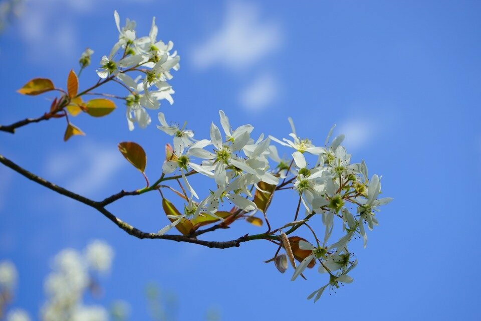 Amelanchier - SMOKEY