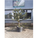 Araucaria araucana 130/140