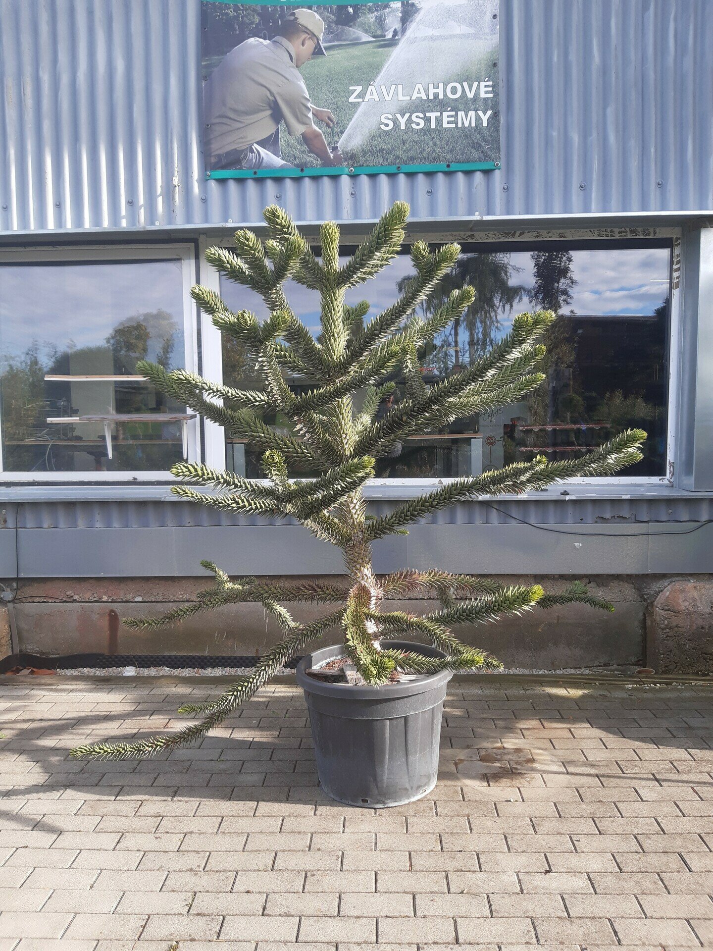 Araucaria araucana 130/140
