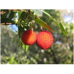 ARBUTUS UNEDO