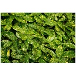 AUCUBA JAPONICA ´CROTONAEFOLIA SELECT´ Clt. 15
