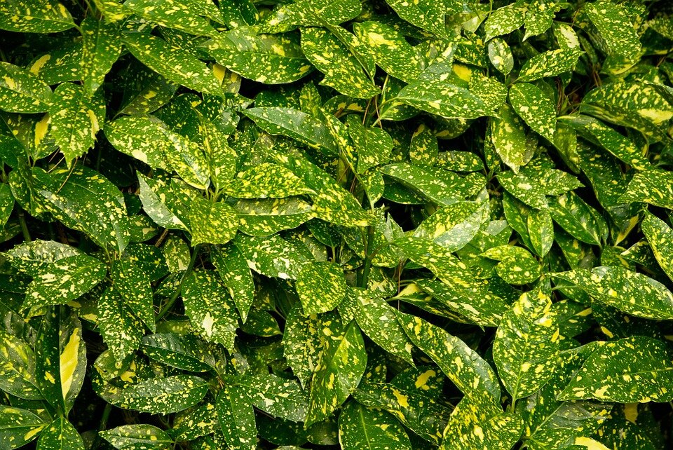 AUCUBA JAPONICA ´CROTONAEFOLIA SELECT´ Clt. 15
