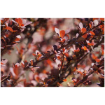 BERBERIS THUNBERGII ´ATROPURPUREA´ K3 40/60