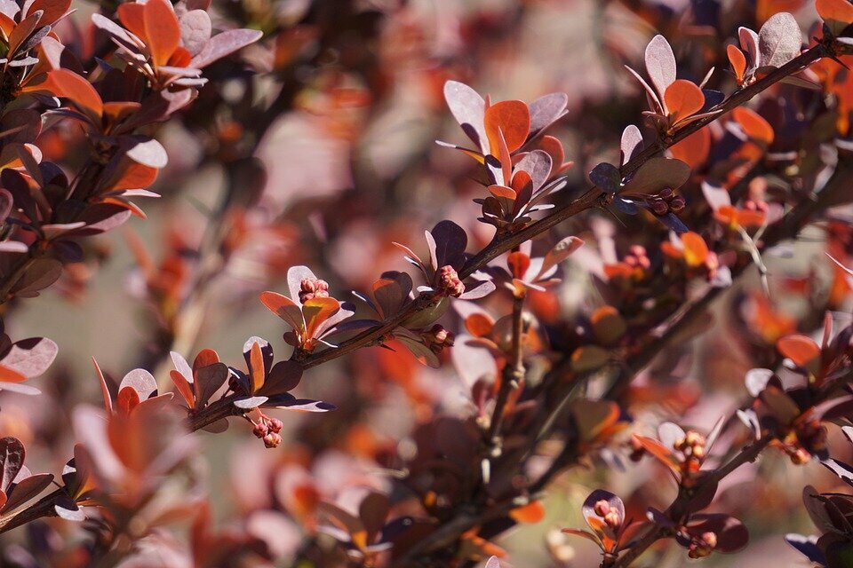 BERBERIS THUNBERGII ´ATROPURPUREA´ K3 40/60